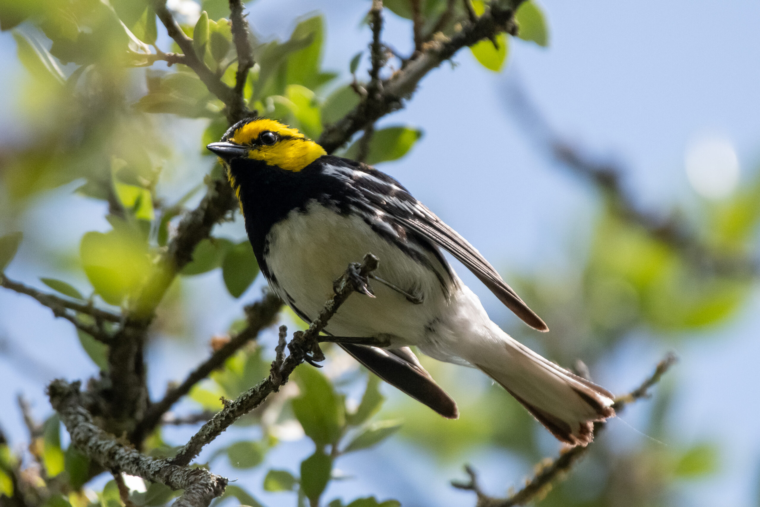 Golden-cheeked Warbler (Setophaga chrysoparia), Fort Cavazos, TX, 
Photo Credit: Paul Block